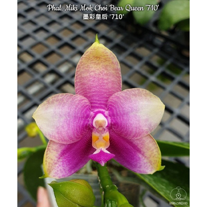 Орхiдея Phal. Miki Mok Choi Bear Queen 710 - купити, доставка Україна